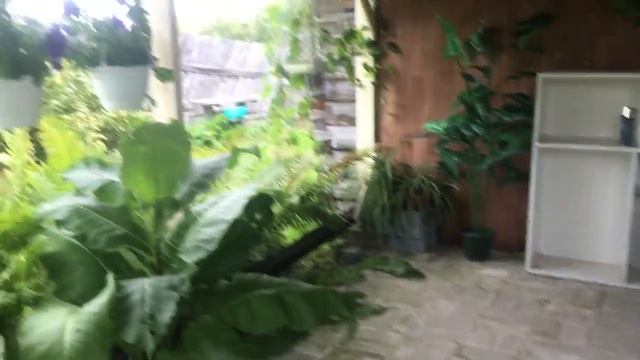 ДЕВЯСИЛ--  обзор, отзыв.