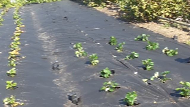 Высаживаем маточник клубники. Сентябрь 2021г. / Коллекция Светланы Татур. смотреть онлайн