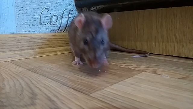 Щенок и домашние крысы первое знакомство Rat video Канал про животных Домашние декоративные крыс смотреть онлайн