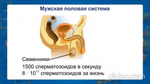 Строение половой системы человека