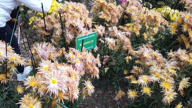 Nikita Botanical Garden смотреть онлайн