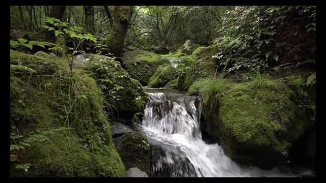 Лесной ручей?Звук ручья? Шум ручья? Звуки природы? Шум воды? Пение птиц? Горный ручей? смотреть онлайн