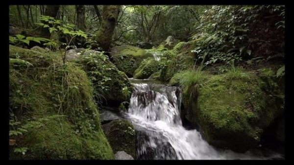 Лесной ручей?Звук ручья? Шум ручья? Звуки природы? Шум воды? Пение птиц? Горный ручей?