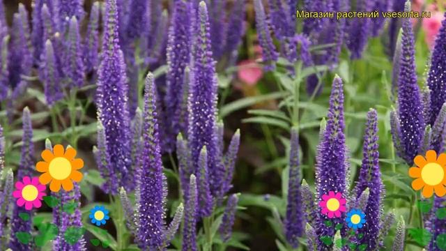 Вероника длиннолистная. Краткий обзор, описание характеристик, где купить veronica longifolia смотреть онлайн