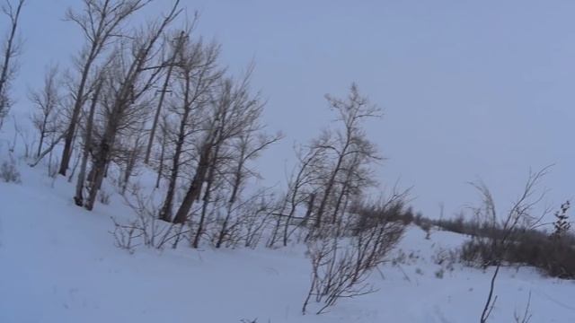 Матерые русаки! Охота на зайца самотопом! февраль 2022 смотреть онлайн