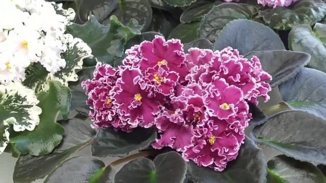 Фиалки смотреть онлайн