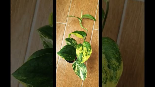 Plant vs Plant! Scindapsus jade satin variegata and half-moon #araceae #aroids #scindapsus смотреть онлайн