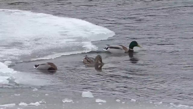 НАКОНЕЦ-ТО УТКИ ПРИЛЕТЕЛИ НА КРАЙНИЙ СЕВЕР. СКОРО ОТКРОЕТСЯ ОХОТА НА ВОДОПЛАВАЮЩУЮ ПТИЦУ. ПИЖМА. смотреть онлайн