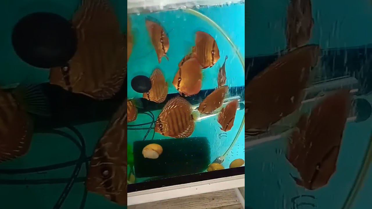 #дискусы на продажу. #aquarium #fish #discus #аквариум #аквариумныерыбки #рыбки #fishaquarium смотреть онлайн