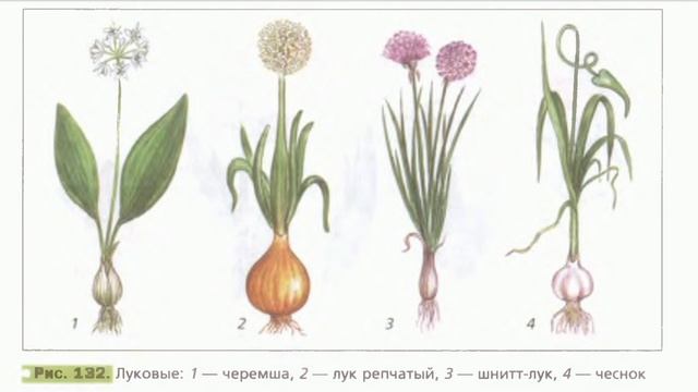 Краткий пересказ 26 параграф Семейства класса однодольные. Биология 6 класс Пономарева Корнилова. смотреть онлайн