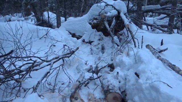 23 01 2020г заготовка дров дача под Архангельском смотреть онлайн