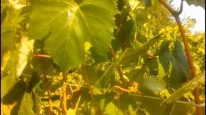 Юодупе  Симоне, Зилга   очень ранние сорта винограда Прибалтийской селекции.