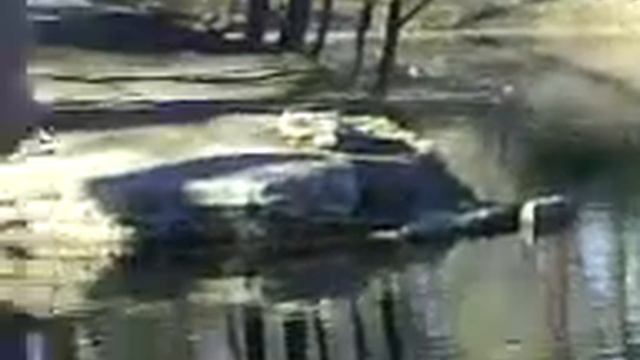 утки на пруду смотреть онлайн