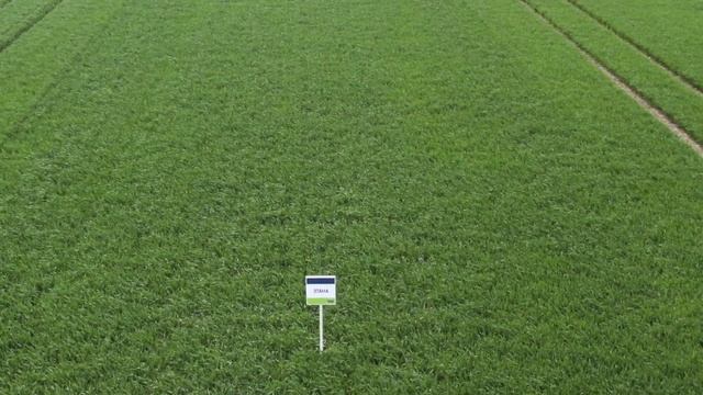 ЭТАНА – высокая пригодность для поздних сроков сева смотреть онлайн