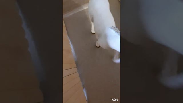 Один день лошади (сори что на видео сказала один день глазами лошади) смотреть онлайн