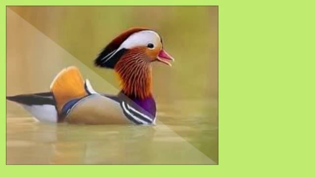 Cамые_красивые_животные.mp4 смотреть онлайн