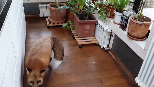 Домашняя Лиса - Алиса по прозвищу ЛИ СЯО. Лиса. Смешные моменты. (Общее собрание на кухне) смотреть онлайн