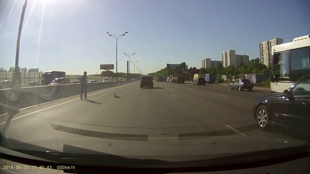 Водитель спас утиное семейство на МКАД смотреть онлайн