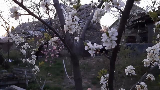 Сливы цветут, а плодов нету. Вредитель сливовый пилильщик. Всего одна обработка. Сроки. смотреть онлайн