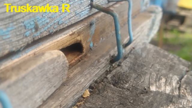 Пчёлы весной. На низком старте для бурного развития семьи. Готовимся к настоящей работе. #Truskawka смотреть онлайн