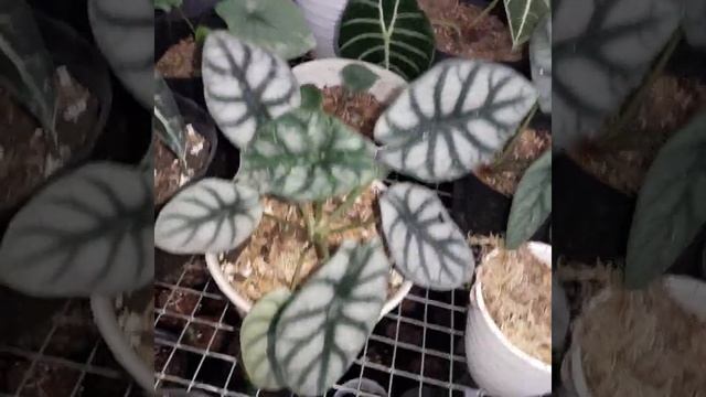 Alocasia dragon silver Tropicalplantsgarden смотреть онлайн