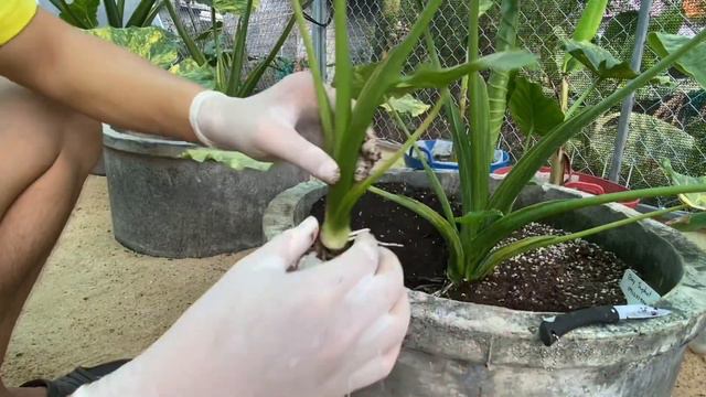 แยกหน่อบอนหูช้างด่างเหลือง смотреть онлайн
