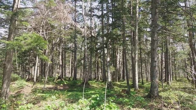 Сахалин.Весенний лес.Пение птиц смотреть онлайн