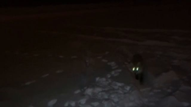 БЕШЕННЫЕ или БЕЗБАШЕННЫЕ ЛИСЫ !?