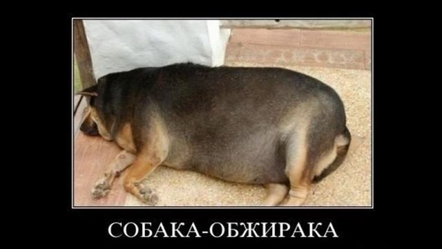 Лучшие мемы с собаками :) смотреть онлайн