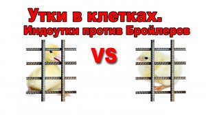 Утки в клетках. ИНДОУТКИ против БРОЙЛЕРОВ