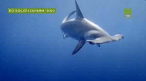 Анонсы и рекламный блок Viasat Nature (22.02.2023)