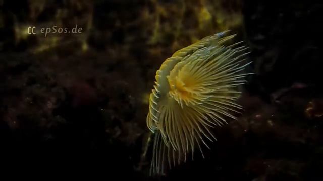 Anemone Flower Reef смотреть онлайн