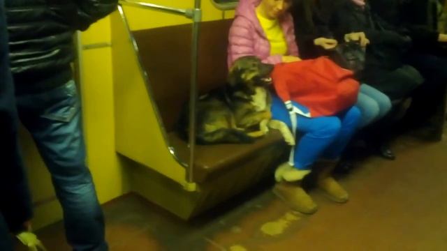 Дворовая собака в Киевском метрополитене смотреть онлайн