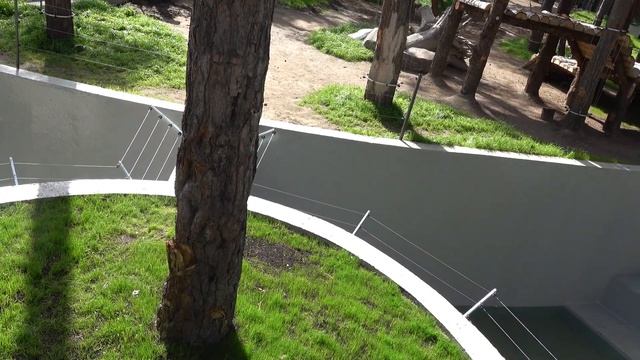 Открытие вольеров бурых и гималайских медведей в Новосибирском зоопарке. 28.08.2022 смотреть онлайн