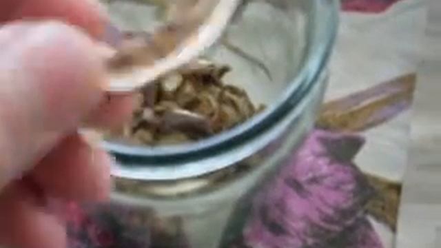 Сушённые маслята. смотреть онлайн