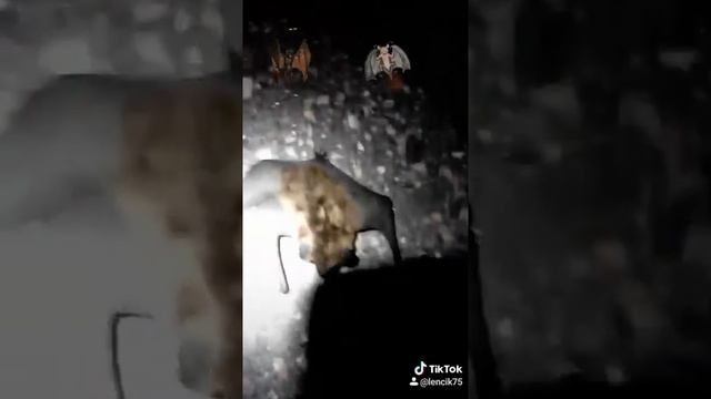 Кожан# летучая мышь смотреть онлайн