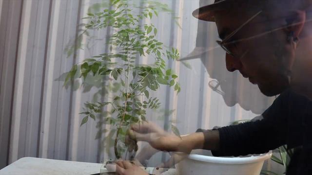 Pistachio bonsai repot смотреть онлайн