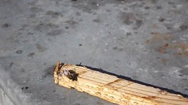 пчелы приносят в свой улей не только нектар, прополис, но и воск смотреть онлайн