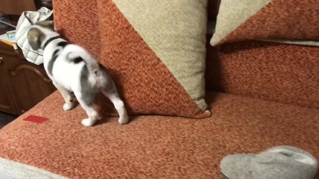 Забавные животные. Реальная жизнь енота Вени и щенка Мэйсона . смотреть онлайн