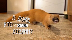 НЕ ХВАТАЕТ АДРЕНАЛИНА? ЗАВЕДИ КОЛОНКА!