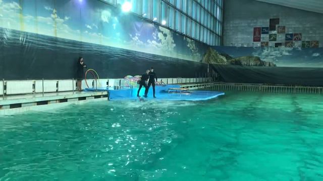 Дельфинарий Спб 1 смотреть онлайн