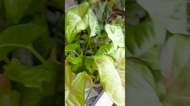 комнатные растения смотреть онлайн