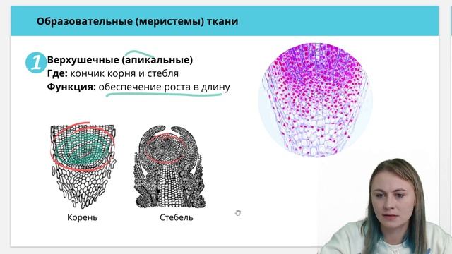 Образовательные ткани растений | Меристемы | Биология ЕГЭ смотреть онлайн