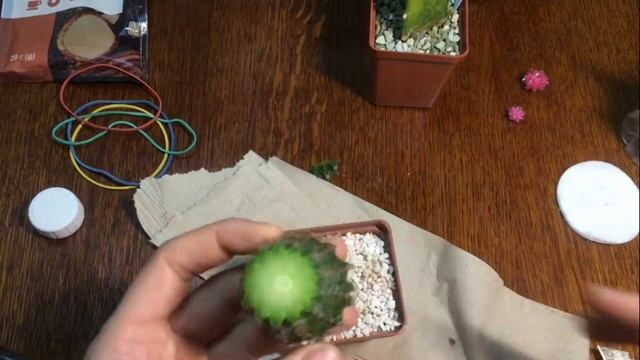 Прививка Gymnocalycium mihanovichii смотреть онлайн