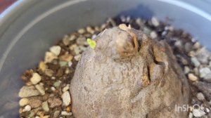 Стефания Эректа. 01.06.2023.