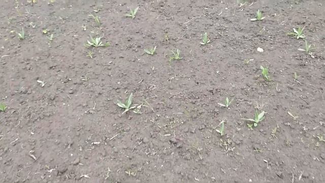 Малина и сидерат горчица. Как я борюсь с сорняками смотреть онлайн