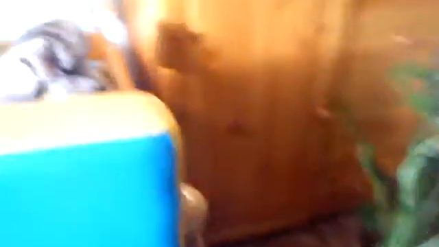 Кувырки собаки