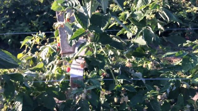 Малина Марічка в період плодоношення.Д.П.Батьків сад. смотреть онлайн