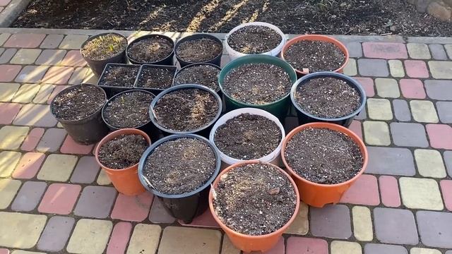 ОБЯЗАТЕЛЬНО СДЕЛАЙТЕ ЭТУ ПОДКОРМКУ СЕЙЧАС , ЧТОБЫ ПОЛУЧИТЬ ЯРКОЕ ЦВЕТЕНИЕ ВЕСНОЙ смотреть онлайн