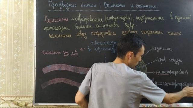 Гистология. Клеточный дифферон. Симпласт и синтиций. Клеточная популяция. #2 смотреть онлайн